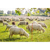 Plasa gard electric NEXON cu stalpisori inaltime 108cm-NEXON FARM